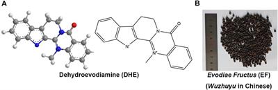 The pharmacokinetics profiles, pharmacological properties, and toxicological risks of dehydroevodiamine: A review